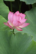 &copy; Rob Tilley/naturepl.com 
Ohga lotus flower {Nelumbo sp} Sankei-en, Yokohama, Japan