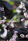 apricotbirdp.gif (2646 bytes)