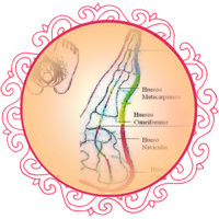 memiliki-metamorf